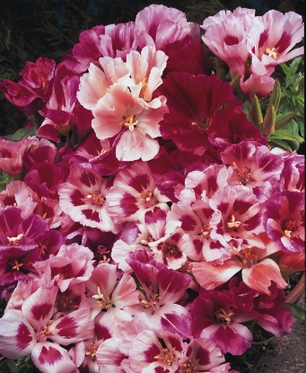 Picture of Godetia - Dwarf Azalea Strain